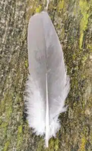 Plume